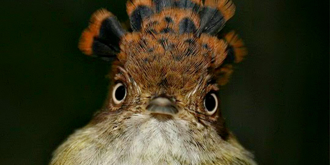 Птица с самым странным именем