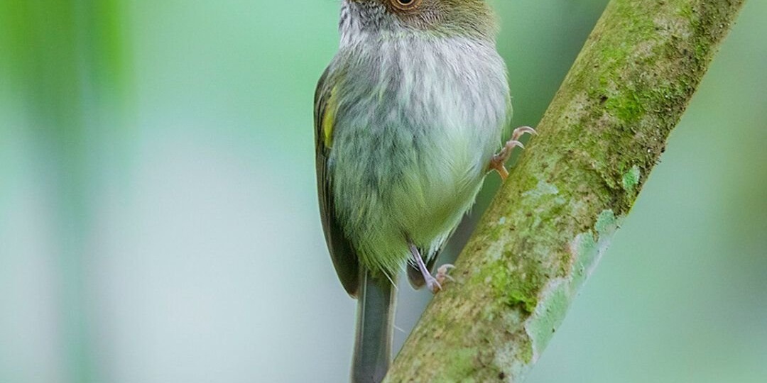 Птица с самым странным именем