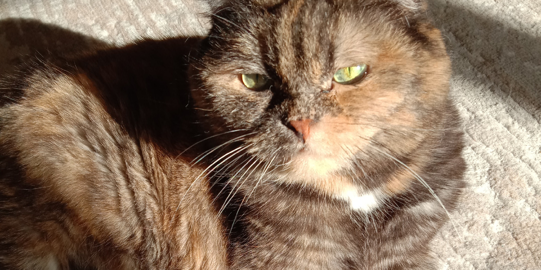 Загадка кошачьих окрасов: почему бывают разные оттенки шерсти и полосатость