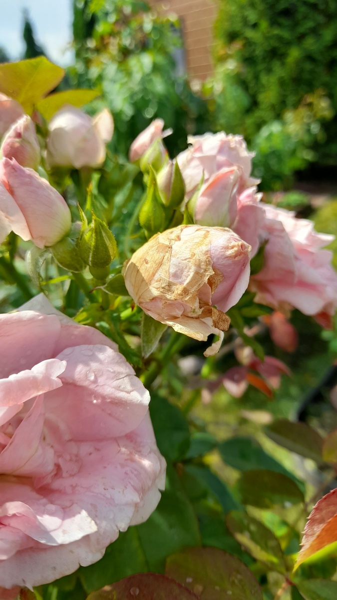 Прейри Джой. Фото автора 