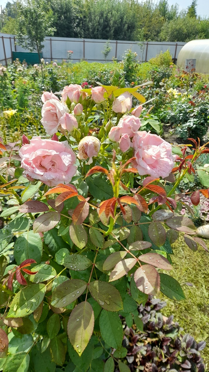 Та же роза спустя время. Фото автора 