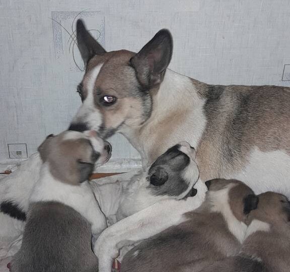 ‼️ Ищем дом малявочам