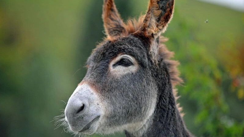    Фото: shutternelke/Shutterstock/Fotodom