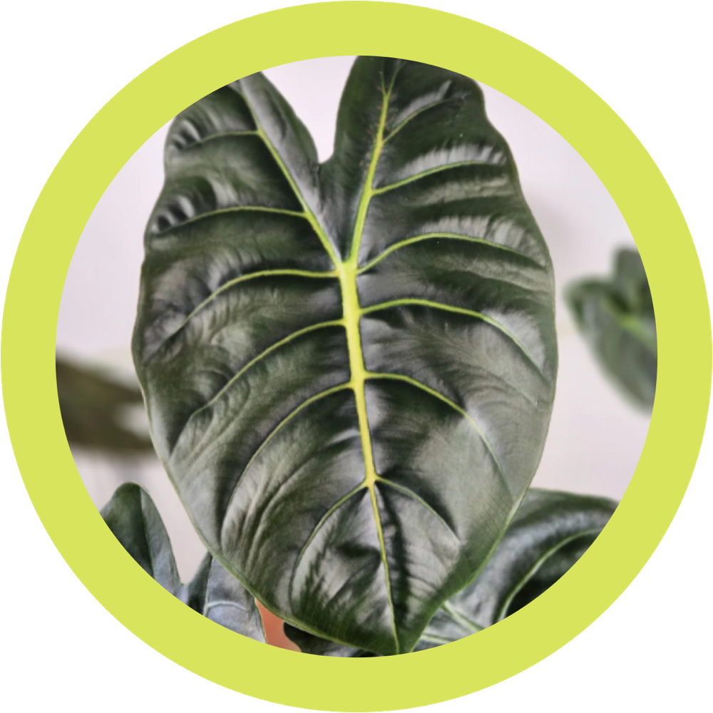 Фото из интернета 