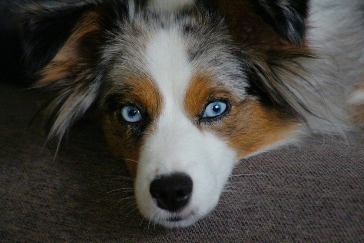    Завораживающая глубина: генетическая особенность, делающая взгляд собаки по-настоящему небесным