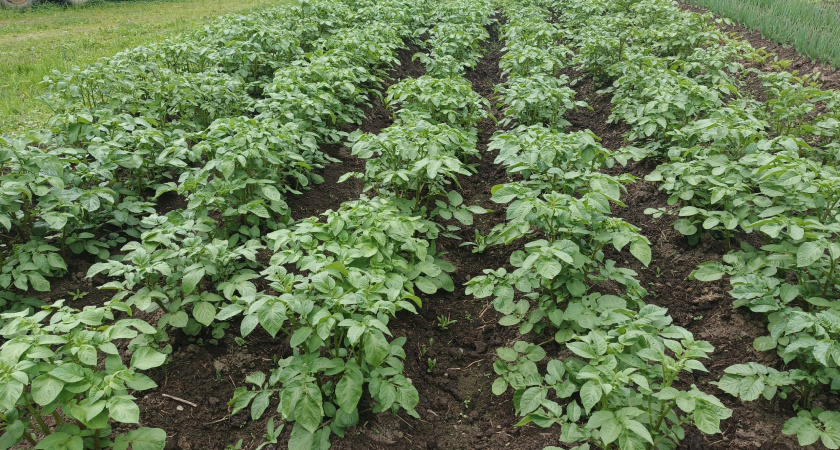    Фото irkutsk.news