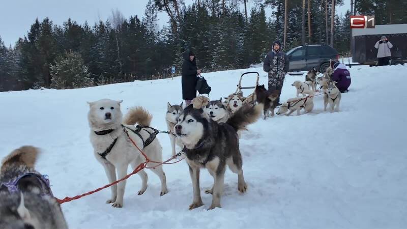    В Сургутском районе предложили альтернативу дорогим новогодним турам
