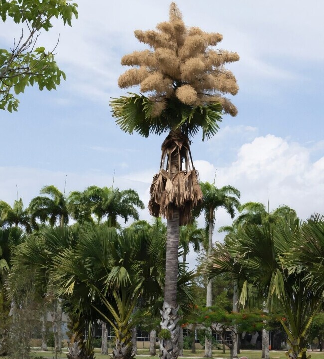     Фото: Pablo Porciuncula