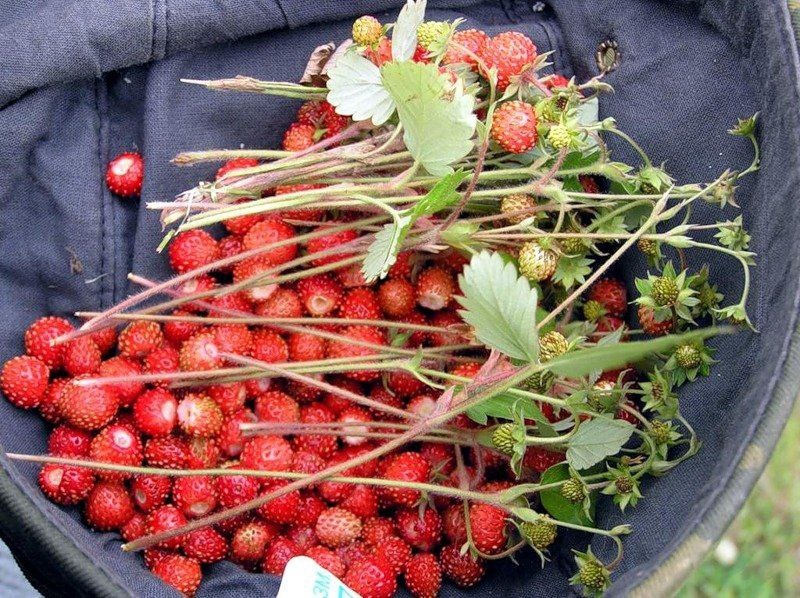 Картинка из интернета для иллюстрации