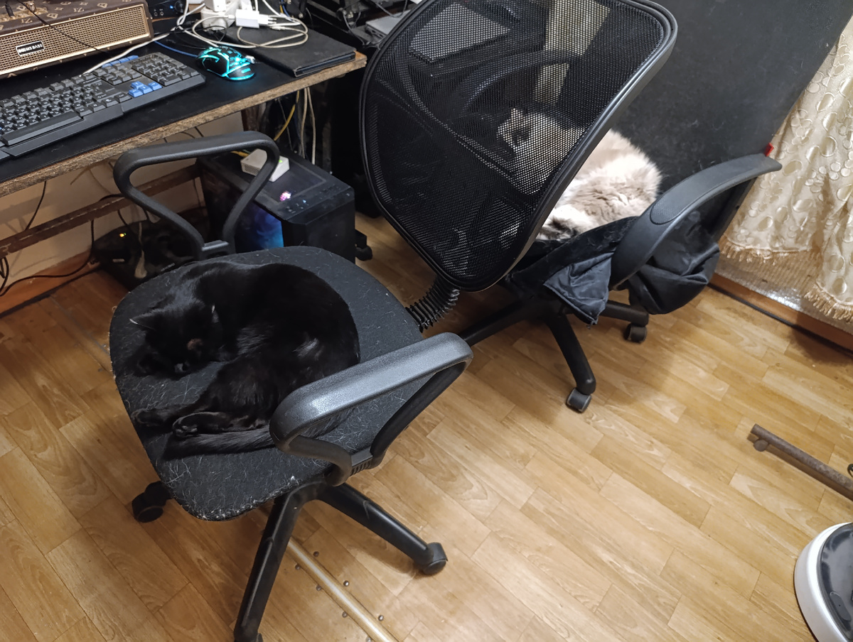 Яна и Манюня - сотрудники офиса :-)