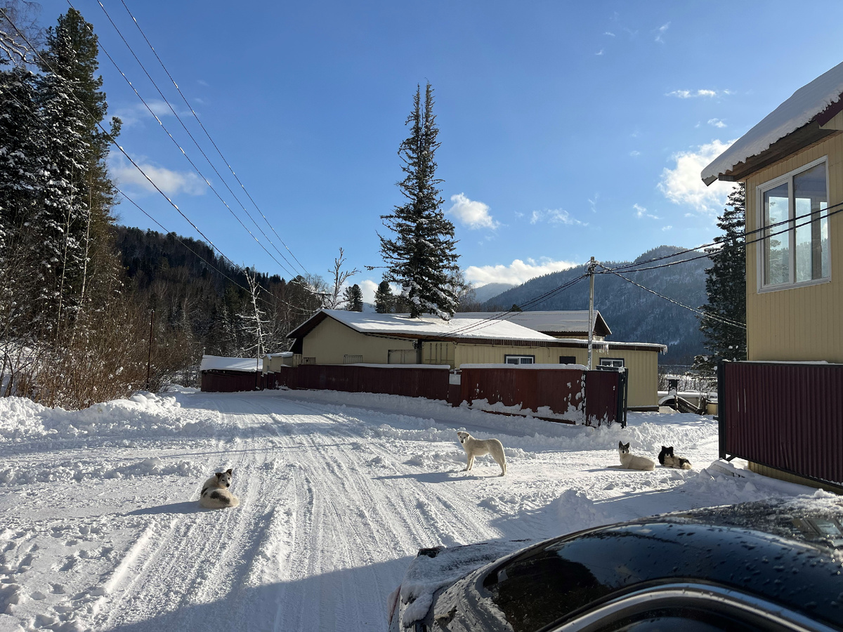 Наглядный пример стаи.