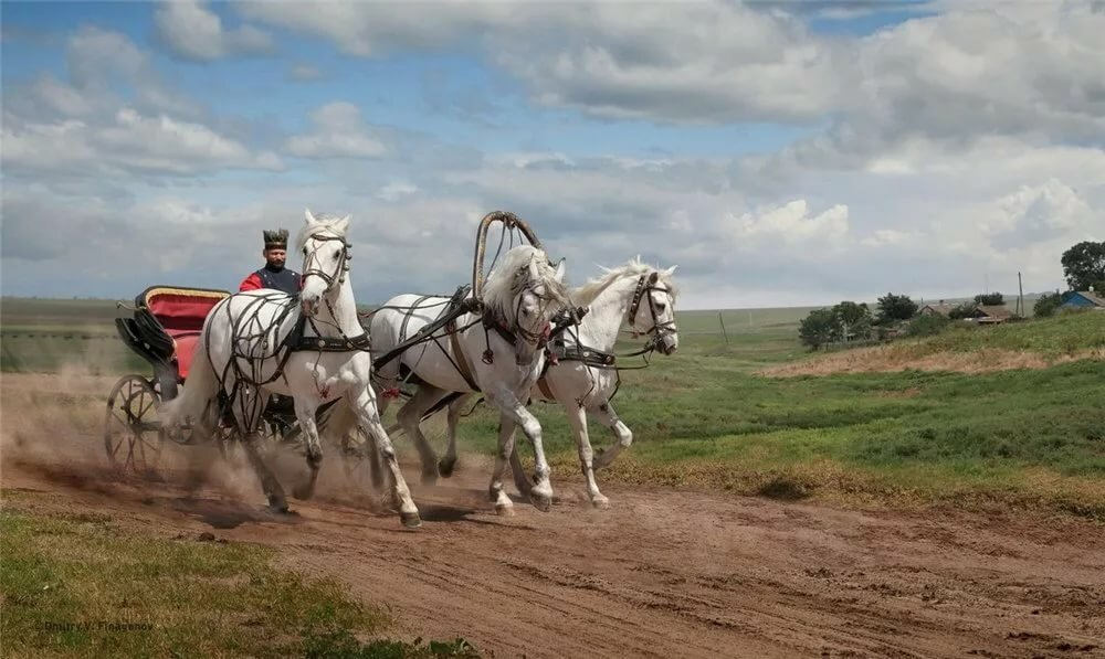 Знаменитая русская тройка, коренной - орловский рысак