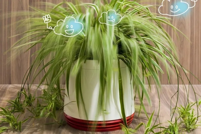 Растения, которые увлажняют воздух в квартире зимой