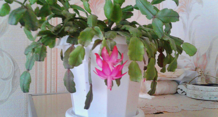    Автор фото - Рима Алкубайли