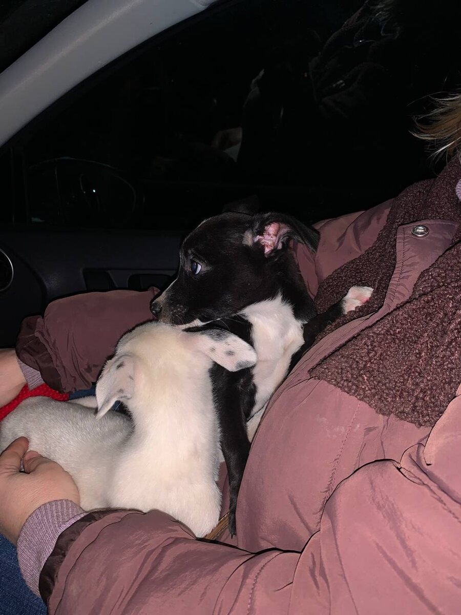 Наши новые подопечные