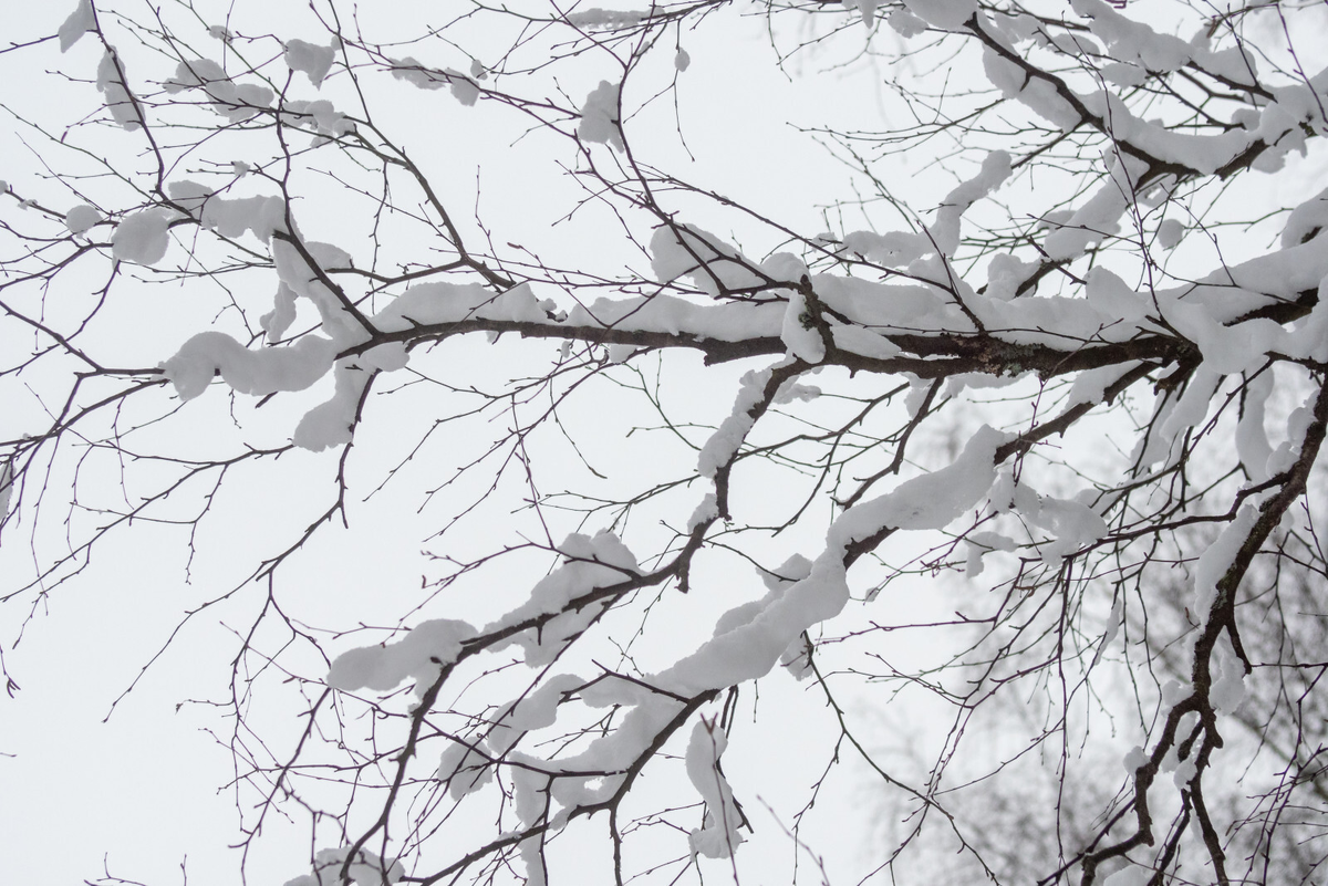 Олег Золото/«Вечерний Санкт-Петербург»
