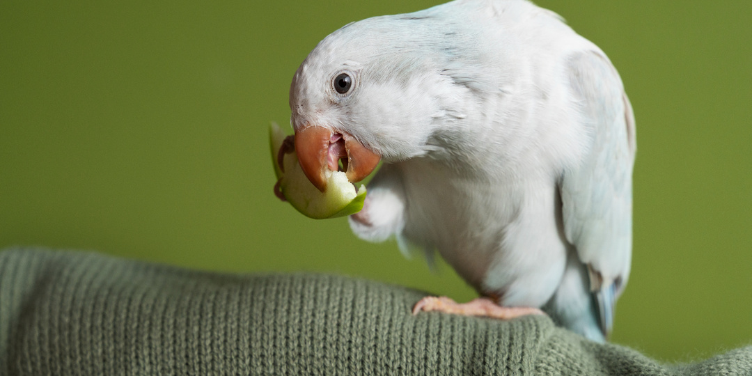 Рассказ «Пока в нашем доме живет Гоша, он делает нас счастливыми».