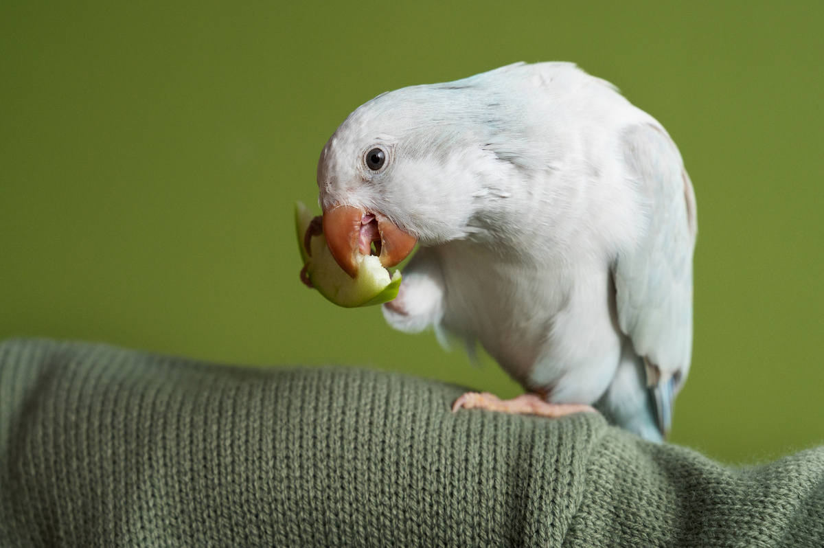 <a href="https://ru.freepik.com/free-photo/close-up-adorable-parrot-eating_134231425.htm">Изображение от freepik</a>