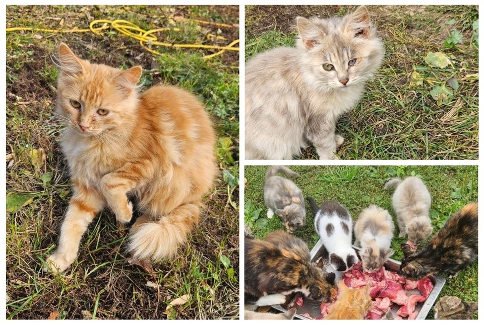    Благодаря помощи усатые питомцы получили хорошее питание. Фото: Антонина Иванова.