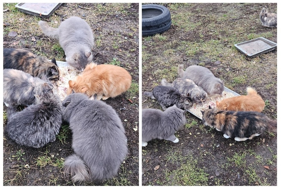    Кошки смогли пережить осень, несмотря на опасения волонтеров. Фото: Антонина Иванова.