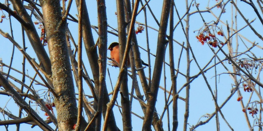 Мороз и солнце...и щи из квашеной капусты