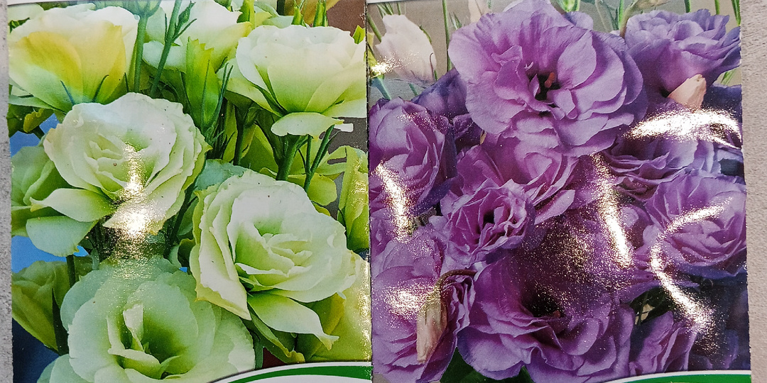 Посадила эустому