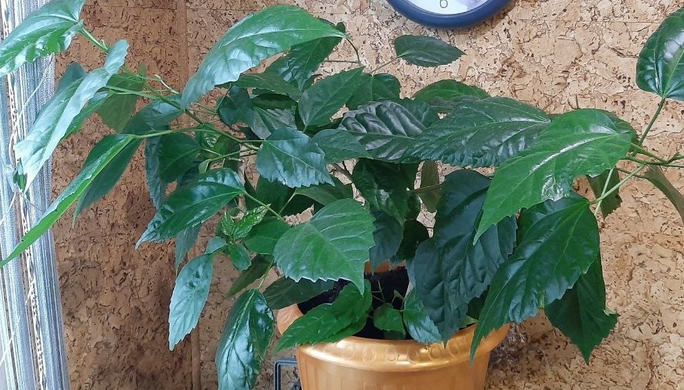 Вот так сейчас выглядит моя китайская роза, которую я год назад подобрала, никому не нужную, почти без листвы и в загибающемся виде...