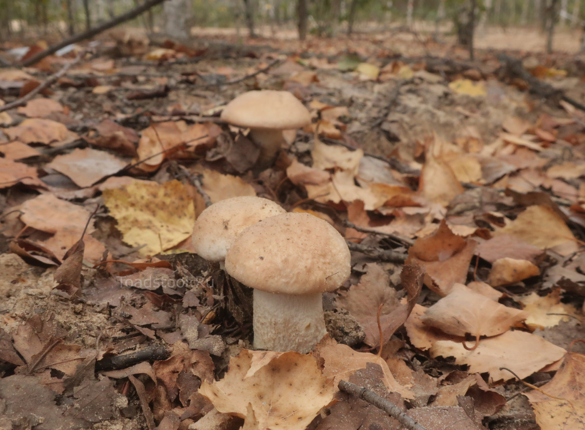 Вот, если к делу ближе, наш сегодняшний герой (фото И.Лебединского)