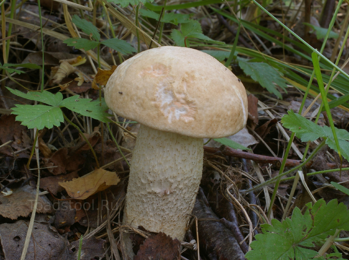 А вот герой минувших дней (фото И.Лебединского)