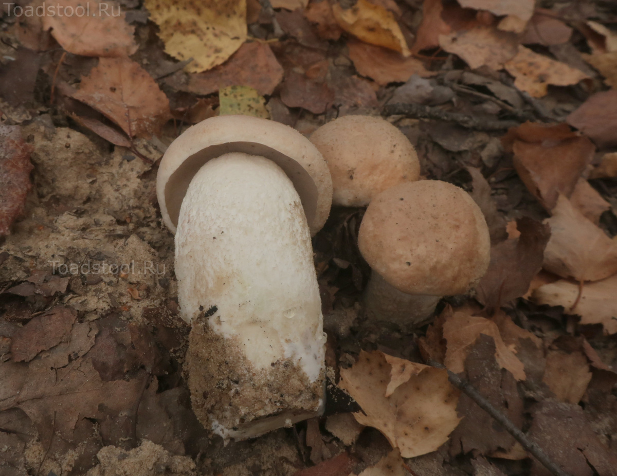 Цвет на срезе меняет он довольно медленно и неохотно (фото И.Лебединского)