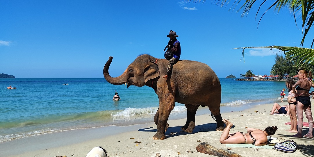 Дневник зимовки на острове Чанг. День 25: что продают на рынке уличной еды, рыбные приключения, комары атакуют