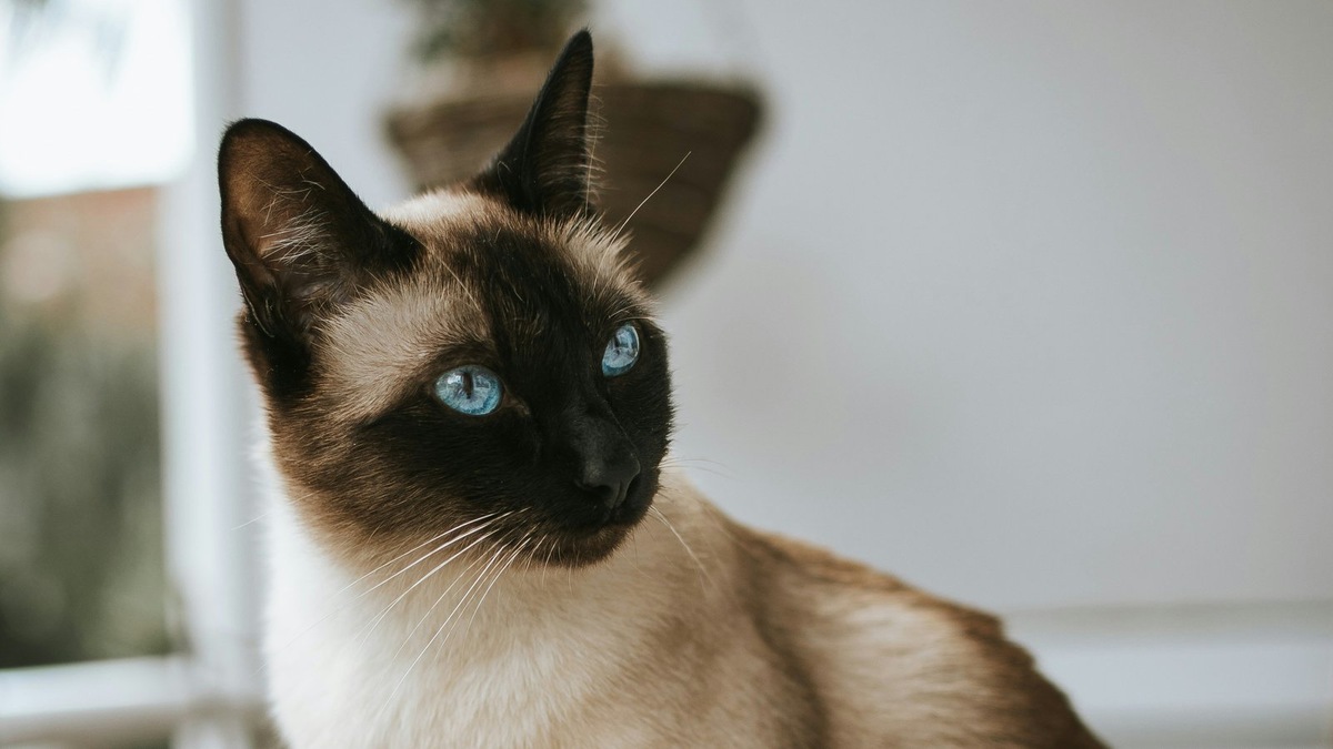    Глубокий сапфировый взгляд — отличительная черта нескольких пород кошек