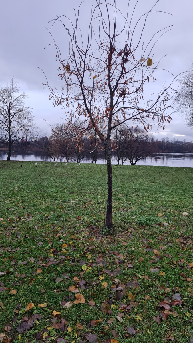 СПб Рыбацкое осень