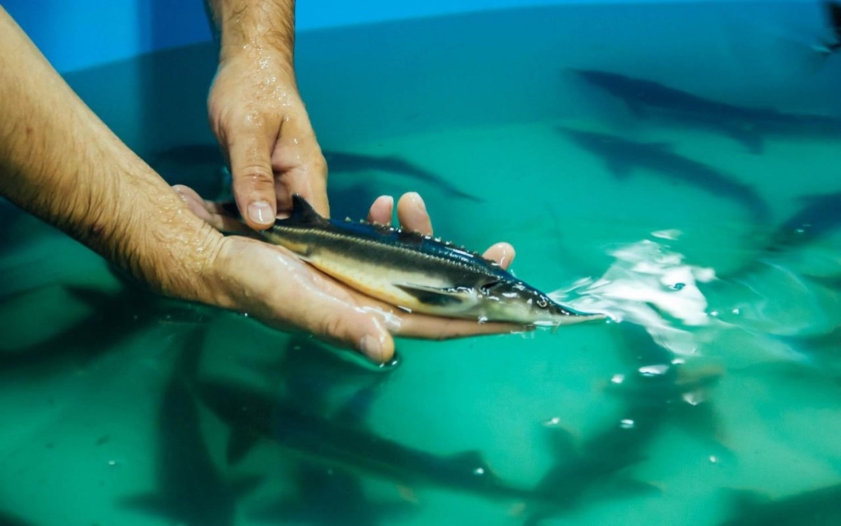    Осетровую ферму за 800 млн рублей построят во Владимирской области Фото: osetr.org