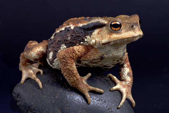 Жабы семейства Bufonidae 
