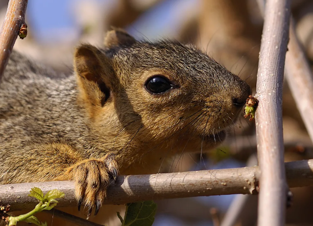 Человеку стоит поучиться у суслика: токсичный парадокс