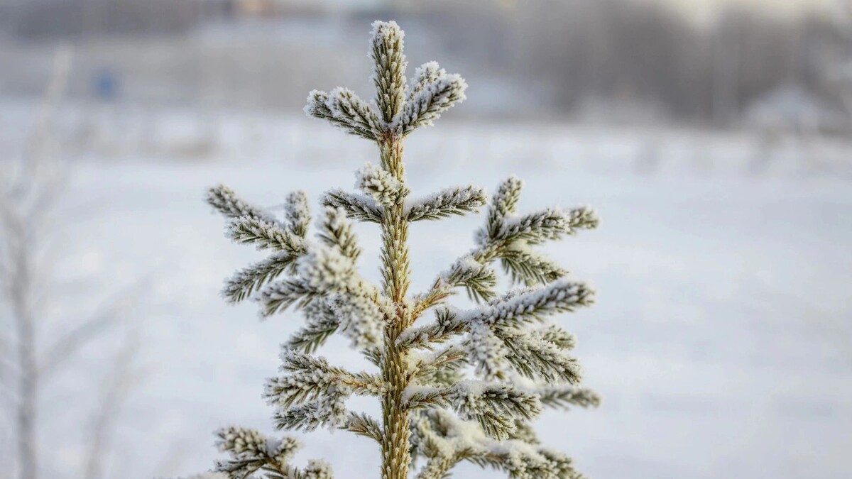    Фото: Федор Воронов/«Ямал-Медиа»