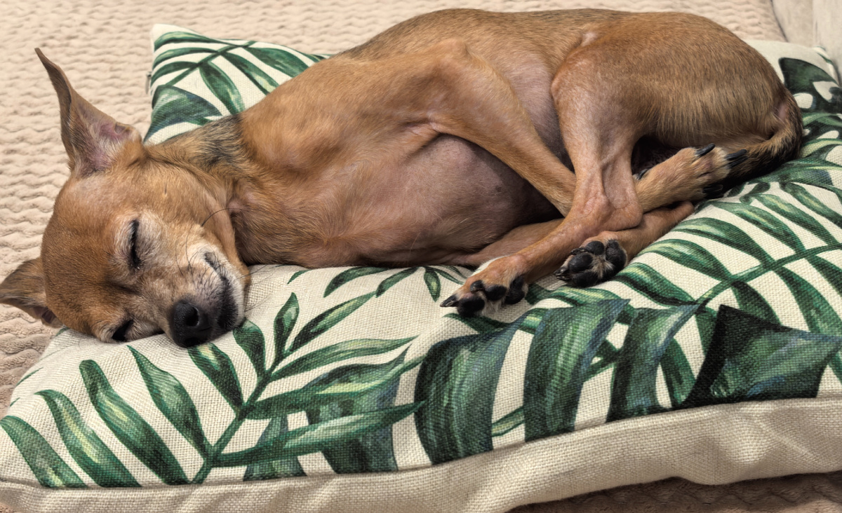 Седой уже. 🤗