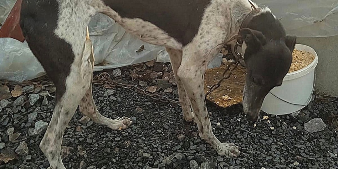 Грейхаунд замерзает на цепи🆘