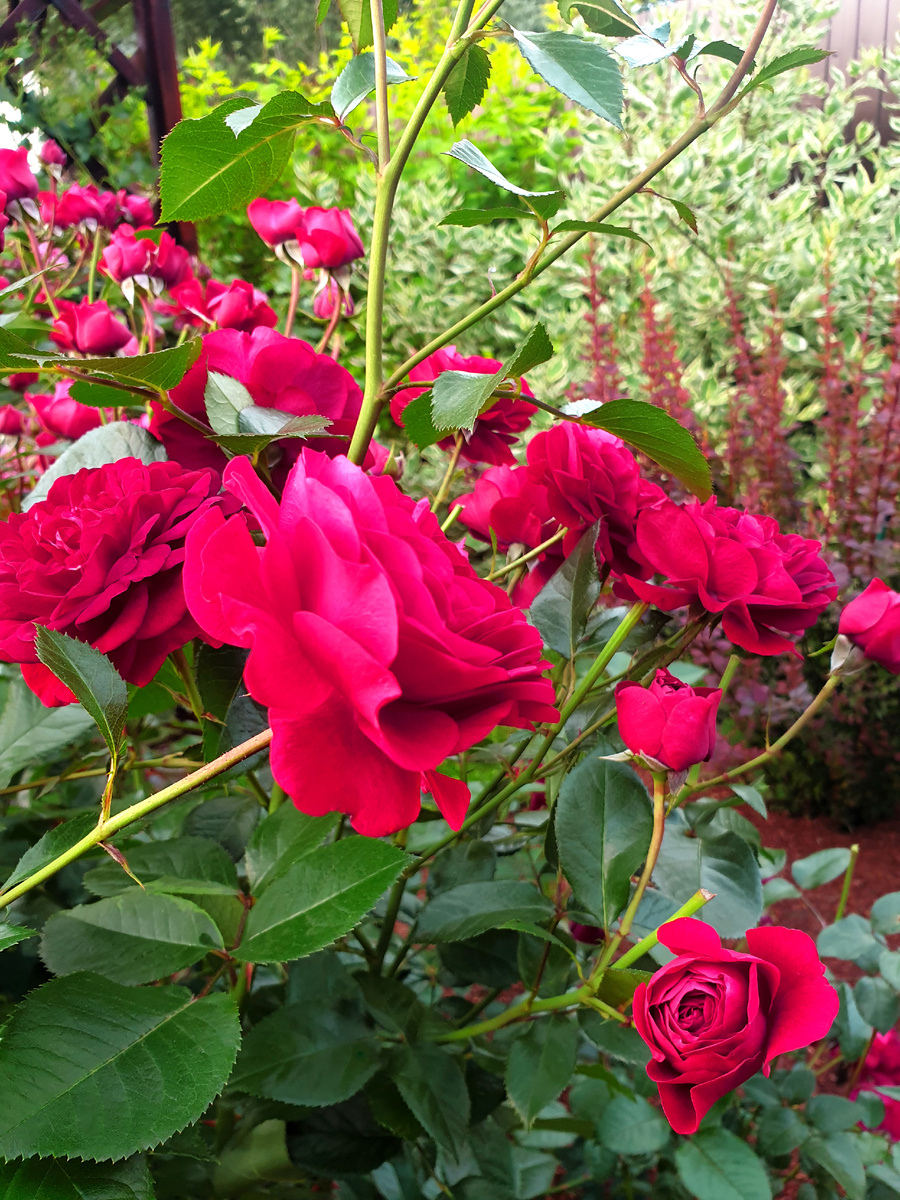 Роза Бордо в моём саду. 