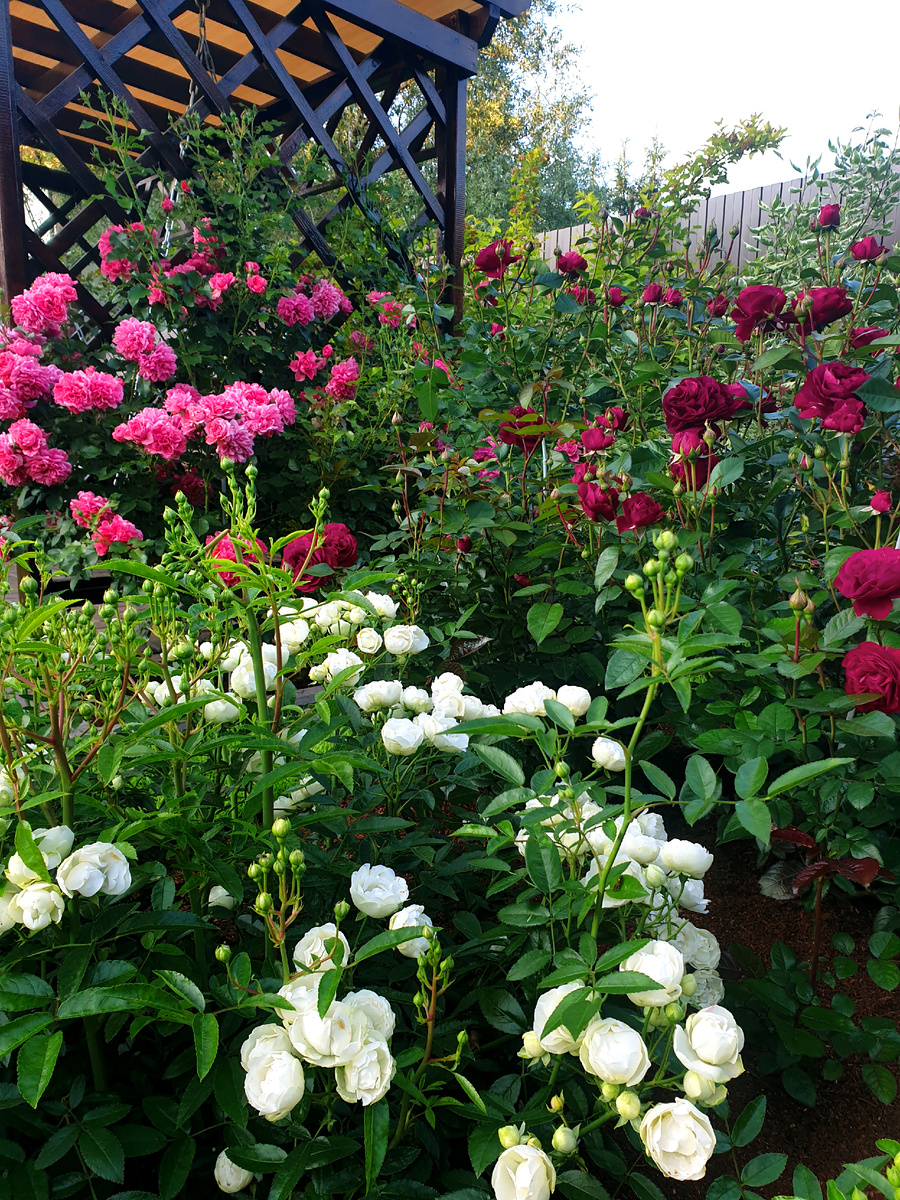 Роза Бордо на фото справа. Вечером цвет розы может быть темнее, как на этом фото.