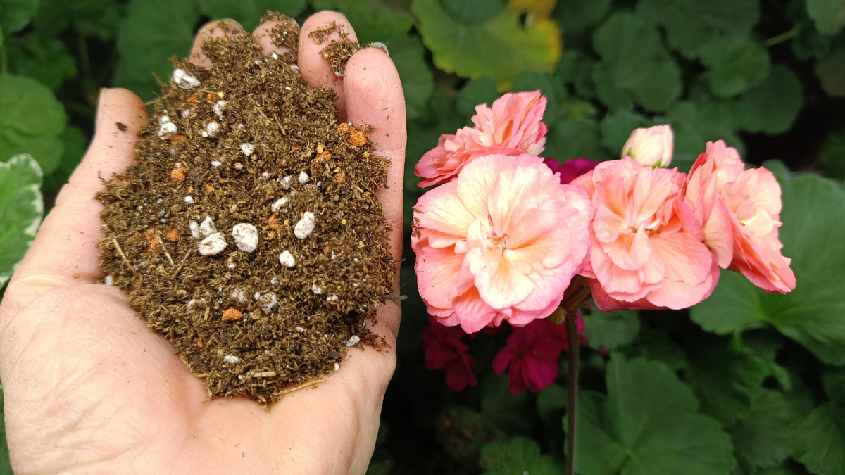 Мой вариант грунта для пеларгоний. Покупной грунт и разрыхлители. 