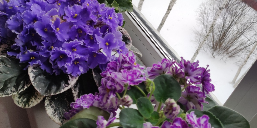 Использовать три компонента и ваши фиалки будут цвести даже зимой!!!