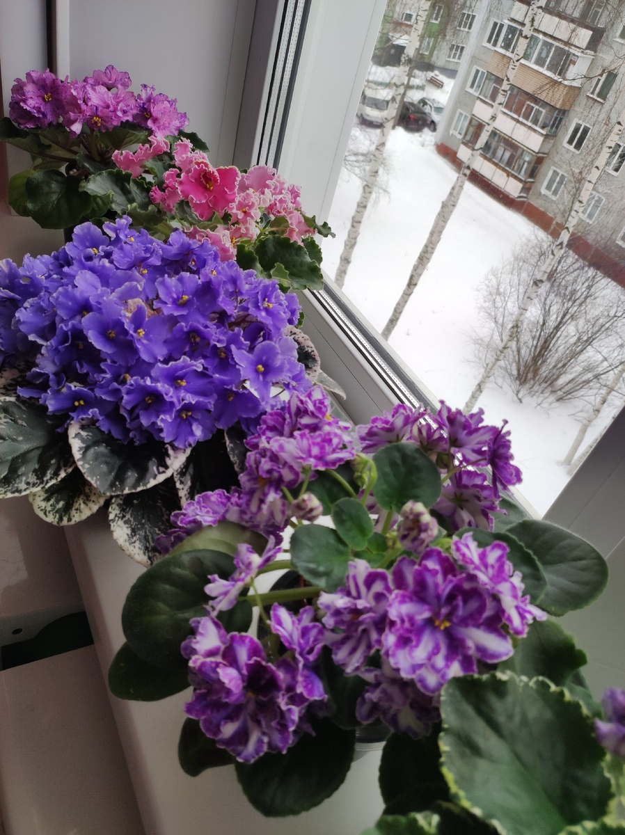 Мои фиалки.