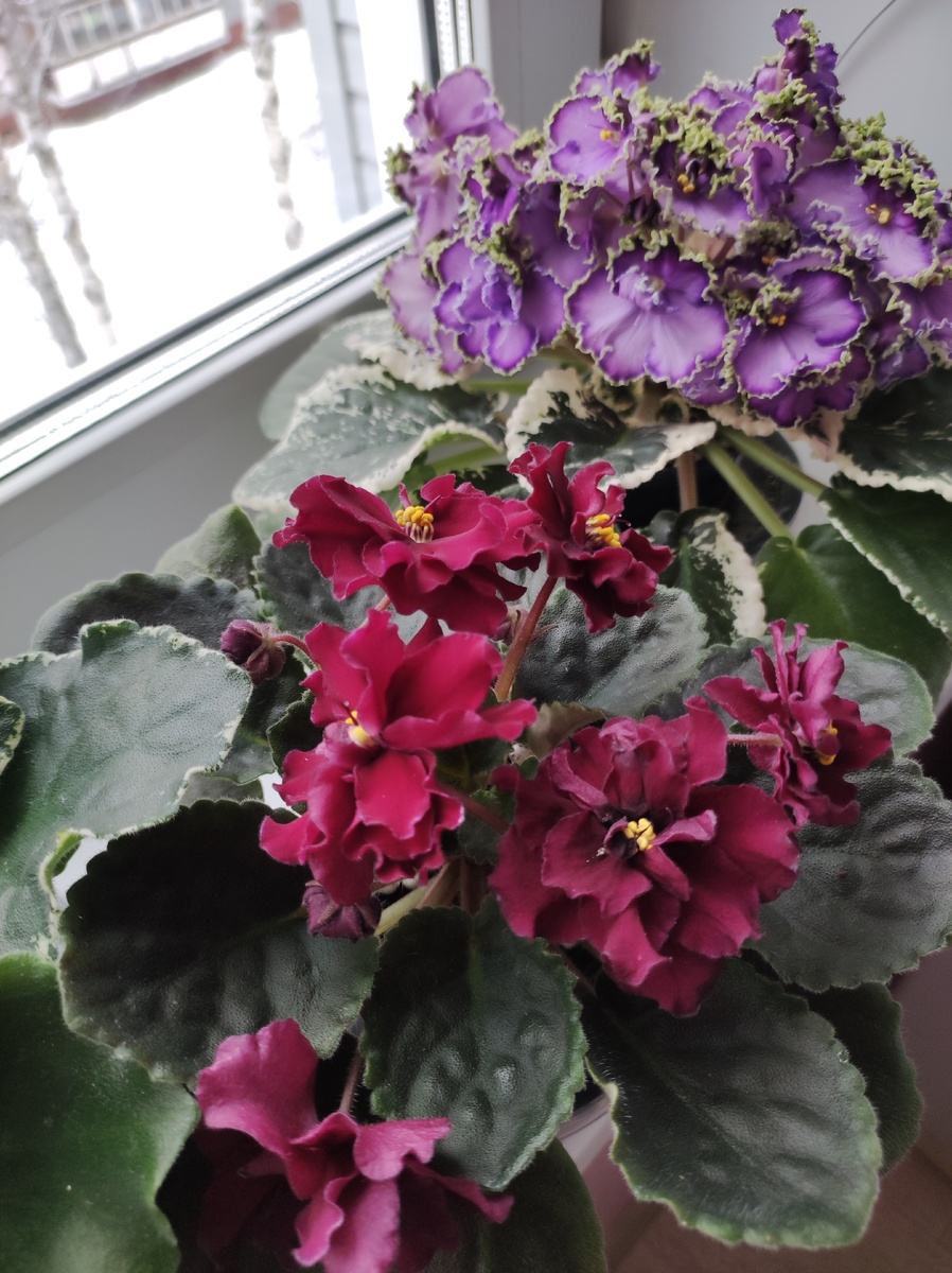 Мои фиалки ( ЛФ - Ежевика и Ле - Галатея).