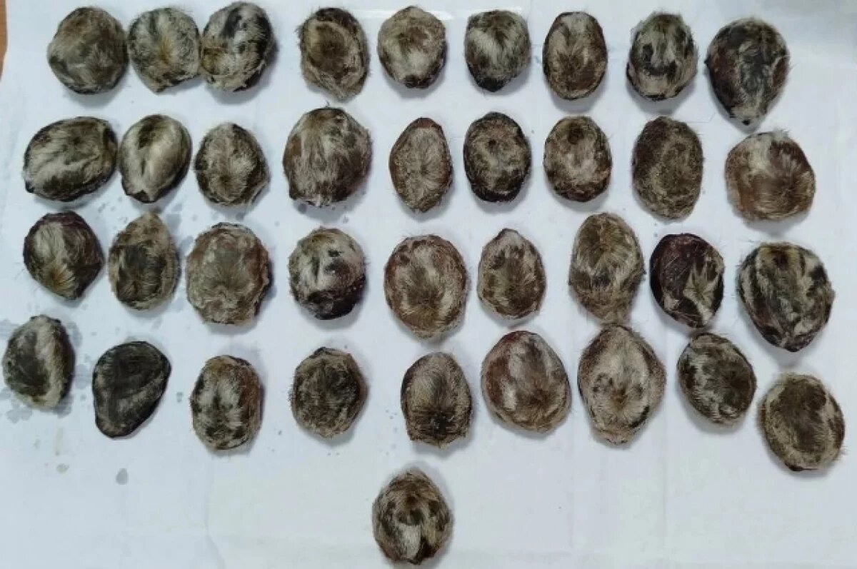    В контрабанде желёз кабарги на 6 миллионов обвинили иркутянина в Бурятии