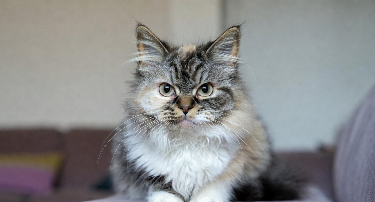 Изображена кошка, которая одновременно выглядит обаятельно и немного капризно.