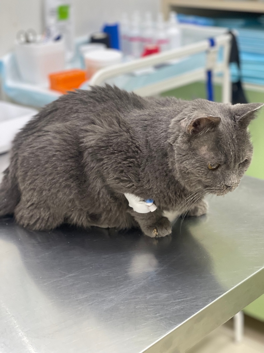 Рафик в ветклинике