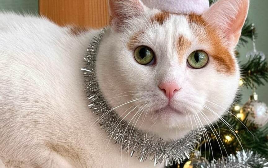 Целый ГОД этот бедолага живёт на балконе один.