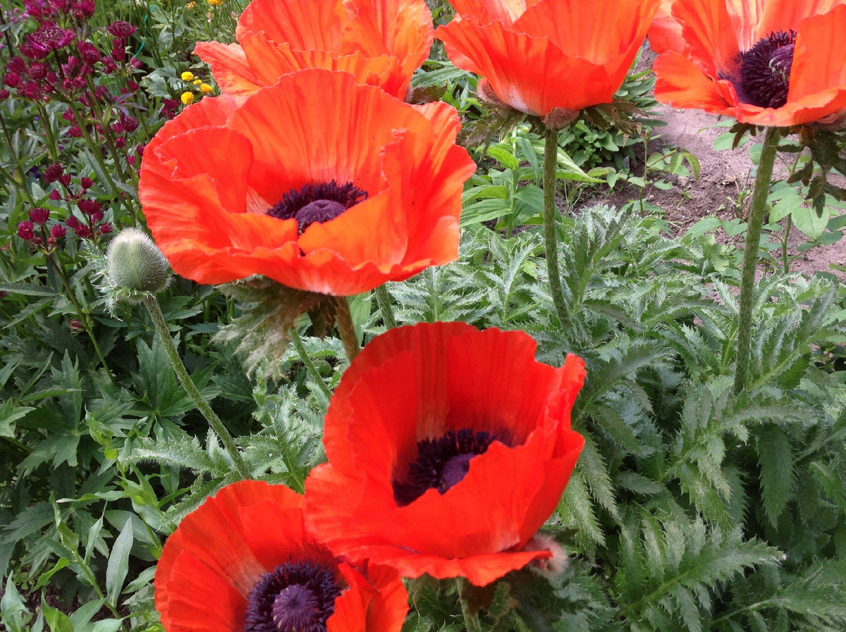 Мак восточный